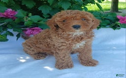 Toy Poodle dogs for sale: Shelty - Image 2