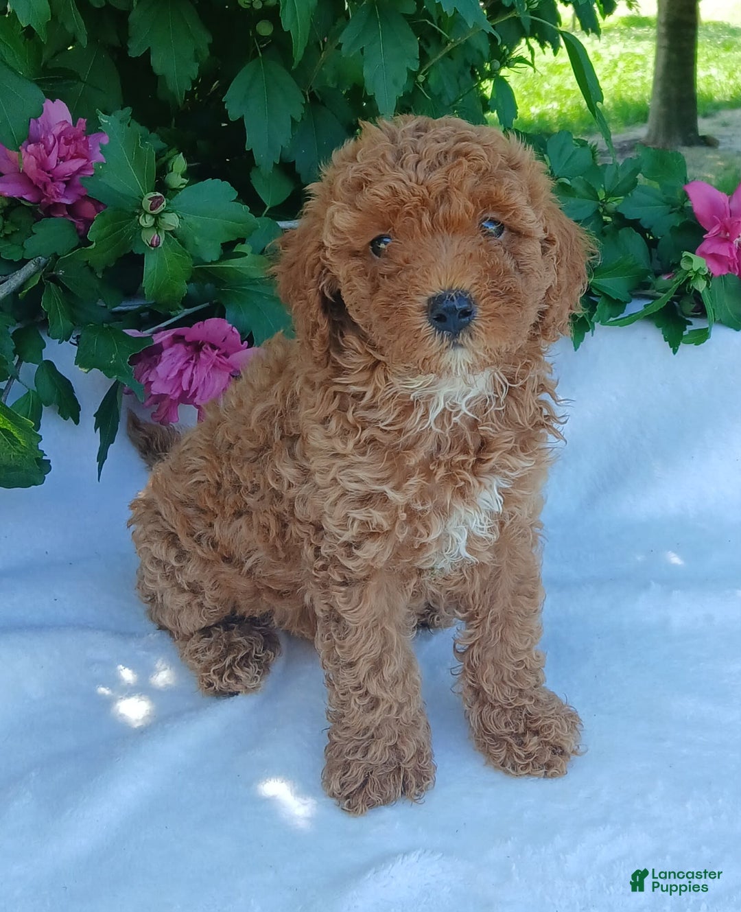 Toy Poodle dogs for sale: Shelty - Image 2