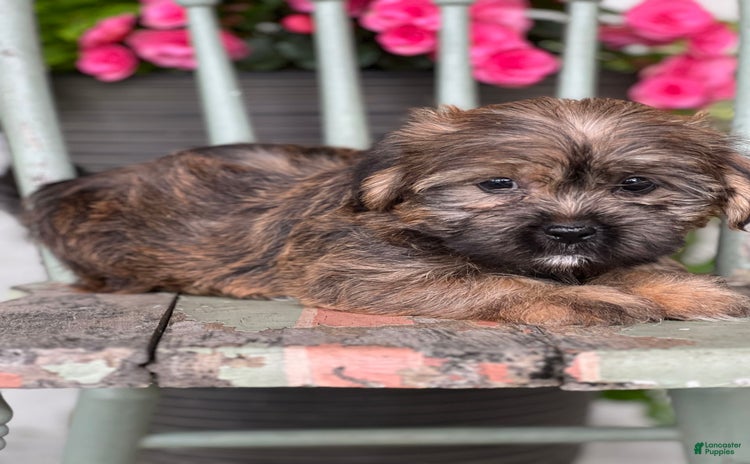 Shorkie dogs for sale - Ad 4