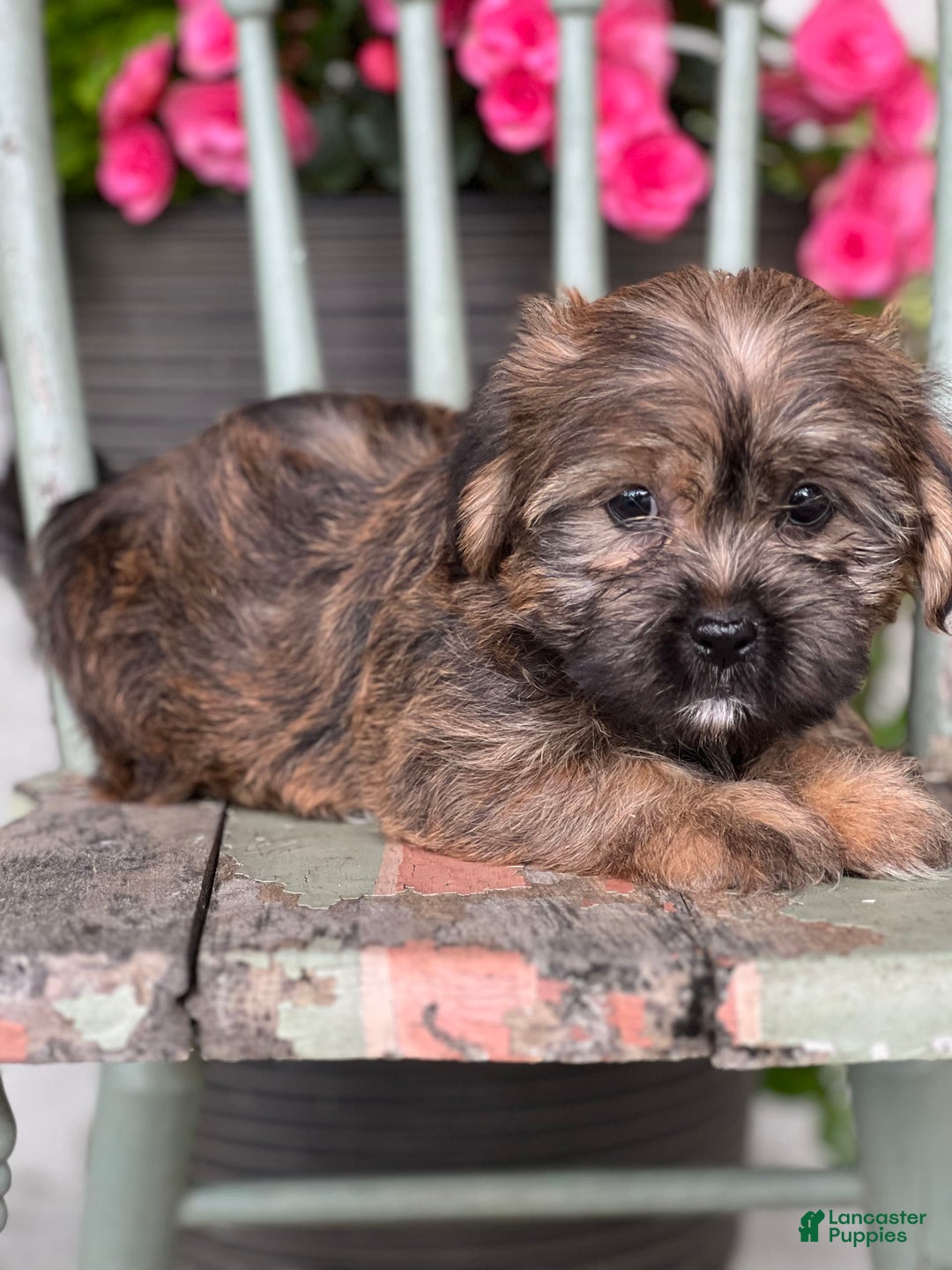 Shorkie dogs for sale: Tantan - Image 1