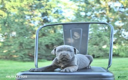 Cane Corso dogs for sale: Titan - Image 4