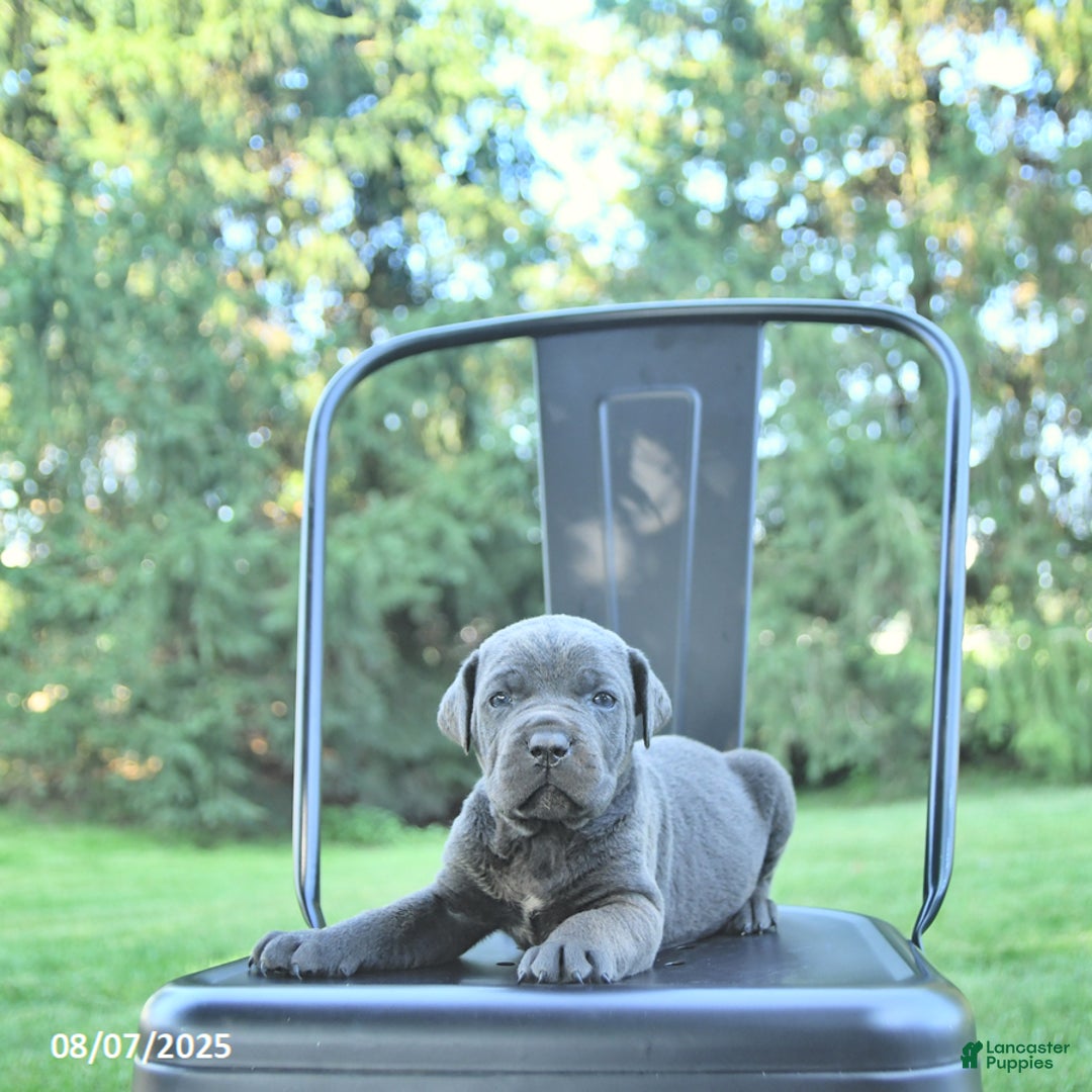Cane Corso dogs for sale: Titan - Image 4