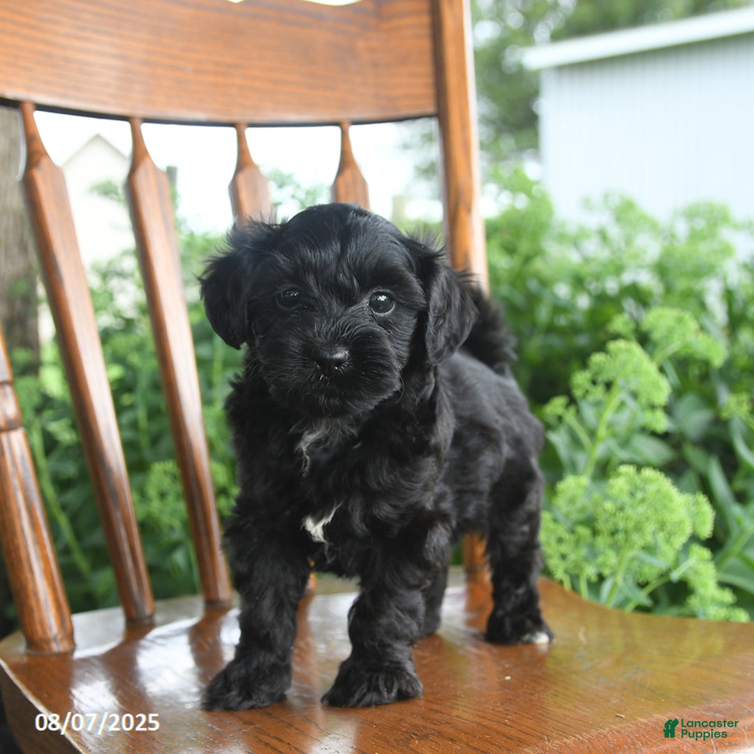 Teddy Bear dogs for sale: Zane - Image 1