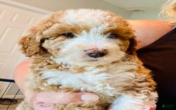 Aussiedoodle dogs for sale: Biscuit - Image 1