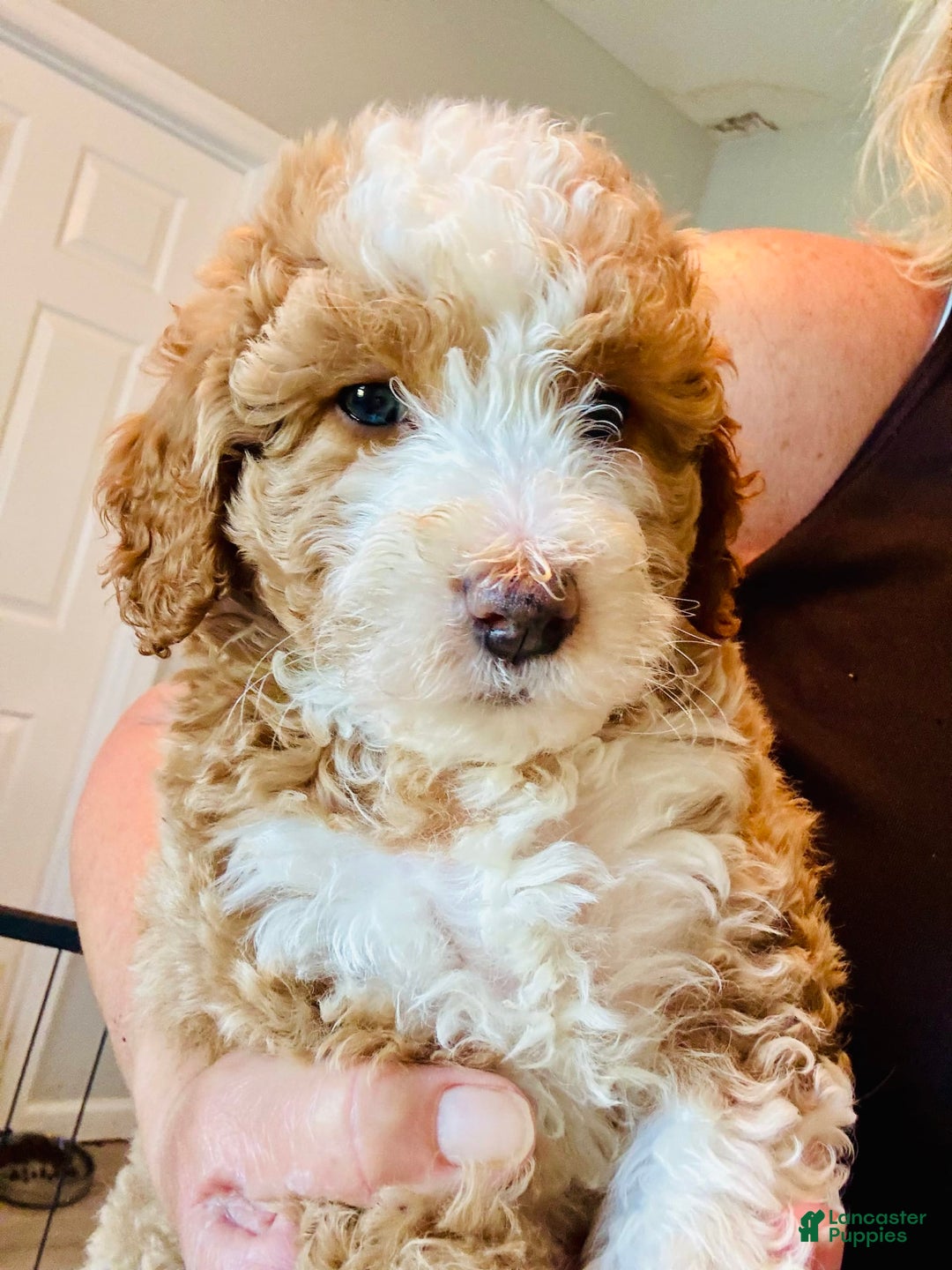 Aussiedoodle dogs for sale: Biscuit - Image 1