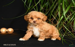 Teddy Bear dogs for sale: Reggie - Image 4