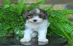 Mini Aussiedoodle dogs for sale: Connor - Image 4