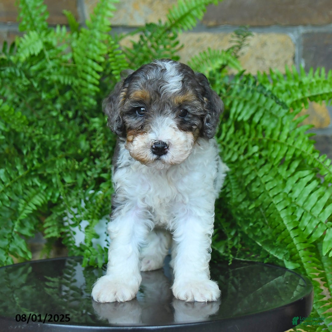 Mini Aussiedoodle dogs for sale: Connor - Image 4