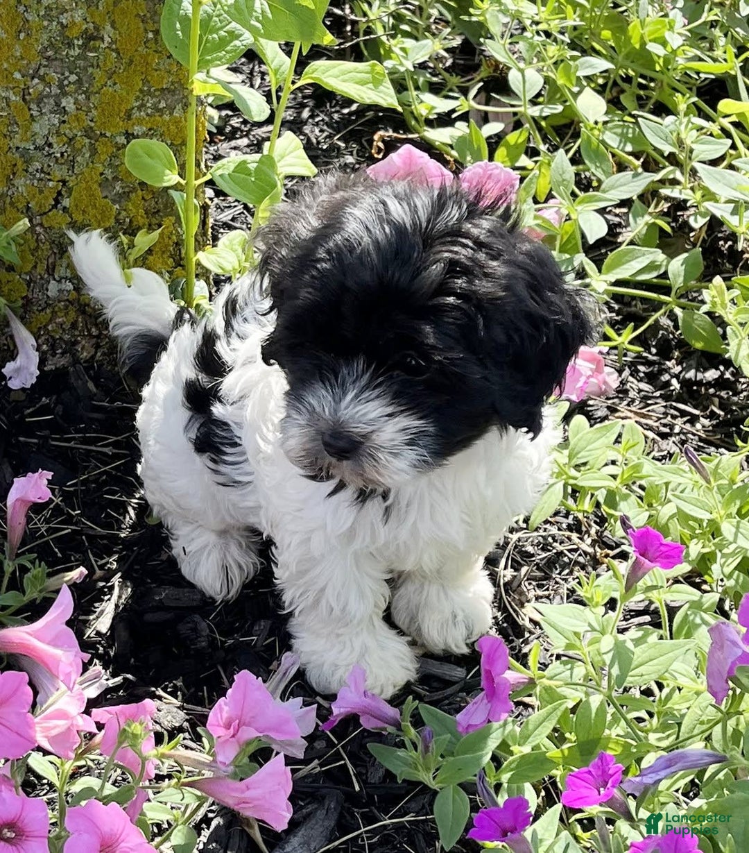 Havanese dogs for sale: Alex - Image 4