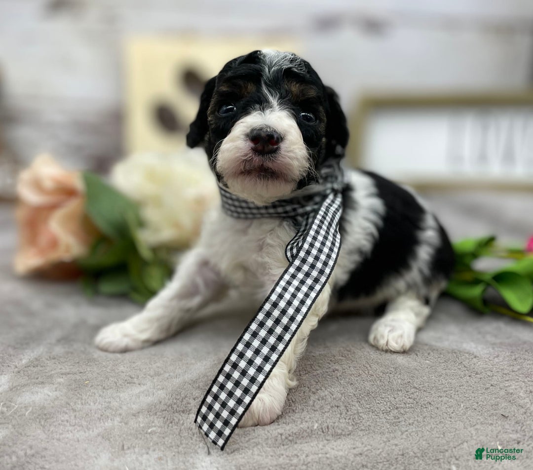 Miniature Poodle dogs for sale: Tobias - Image 7