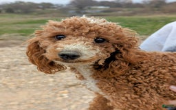 Cavapoo dogs for sale: Forky - Image 23