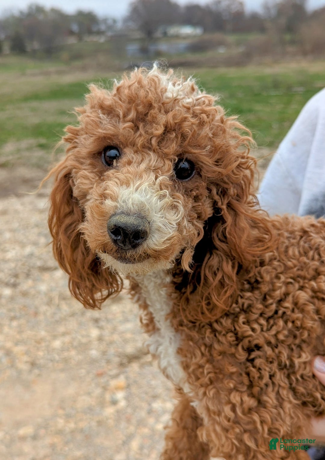 Cavapoo dogs for sale: Forky - Image 23