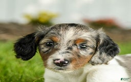 Miniature Dachshund dogs for sale: Cookie - Image 8