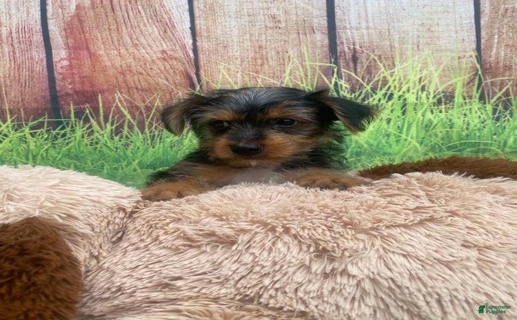 Yorkshire Terrier dogs for sale - Ad 3