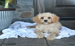 Cavapoo dogs for sale: Skye - Image 10