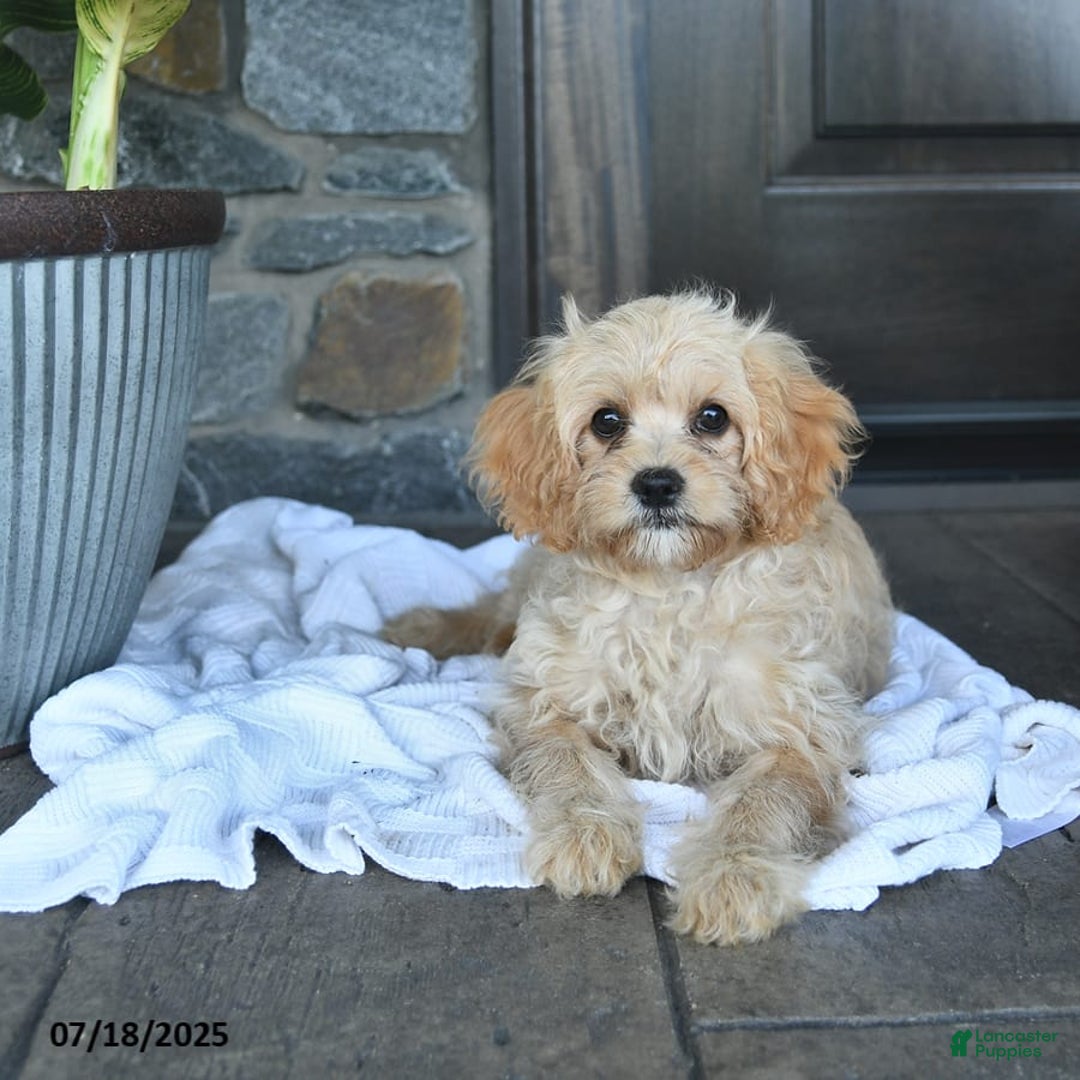 Cavapoo dogs for sale: Skye - Image 10