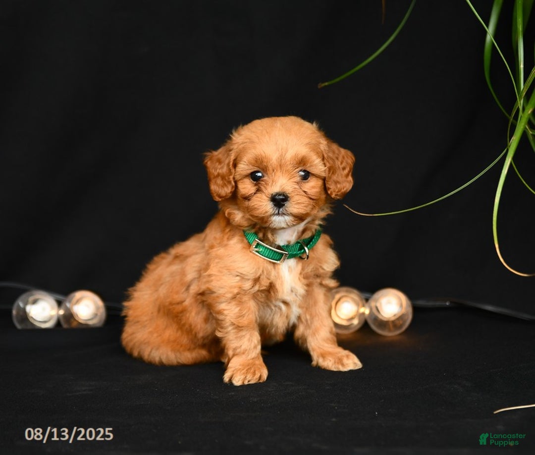 Teddy Bear dogs for sale: Rawlings - Image 1
