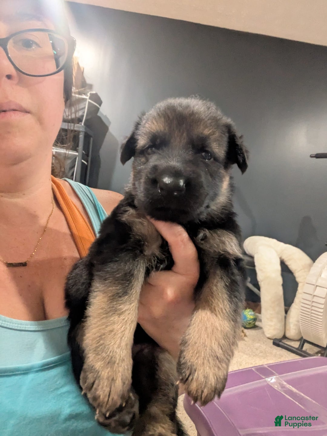 German Shepherd dogs for sale: Cipher - Image 1