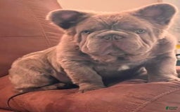 French Bulldog dogs for sale: Romeo - Image 5