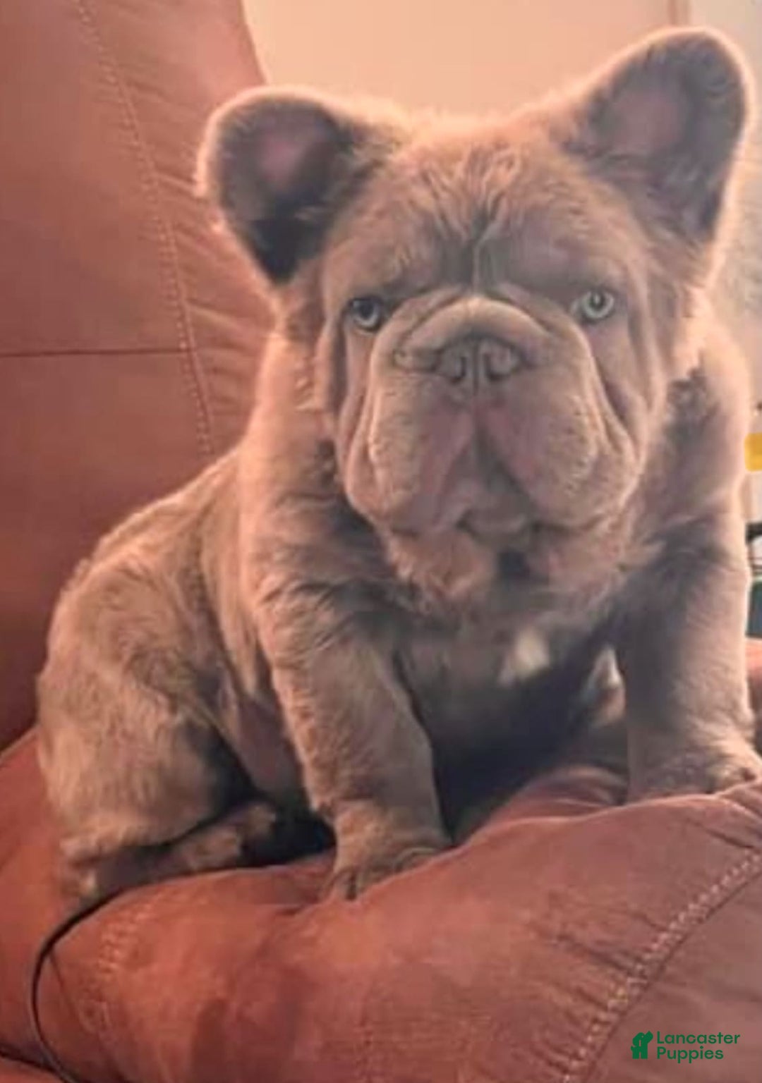 French Bulldog dogs for sale: Romeo - Image 5