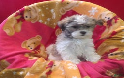 Malshi dogs for sale: Vivi - Image 2