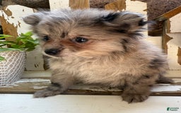 Pomeranian dogs for sale: Rusty - Image 14