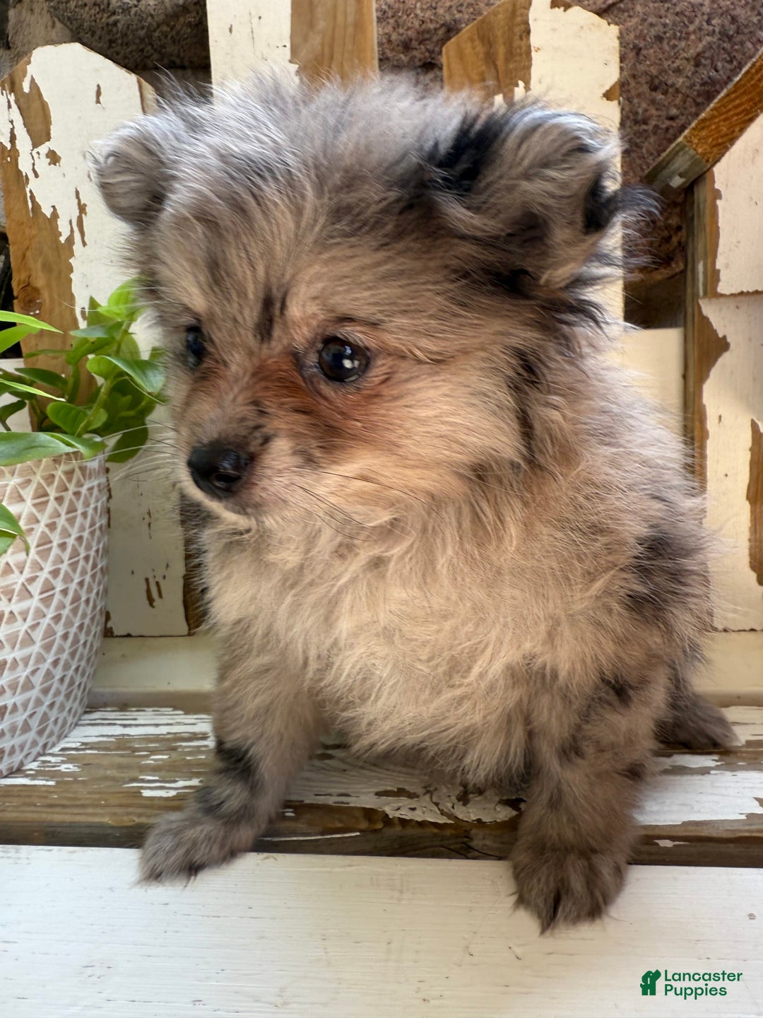 Pomeranian dogs for sale: Rusty - Image 14