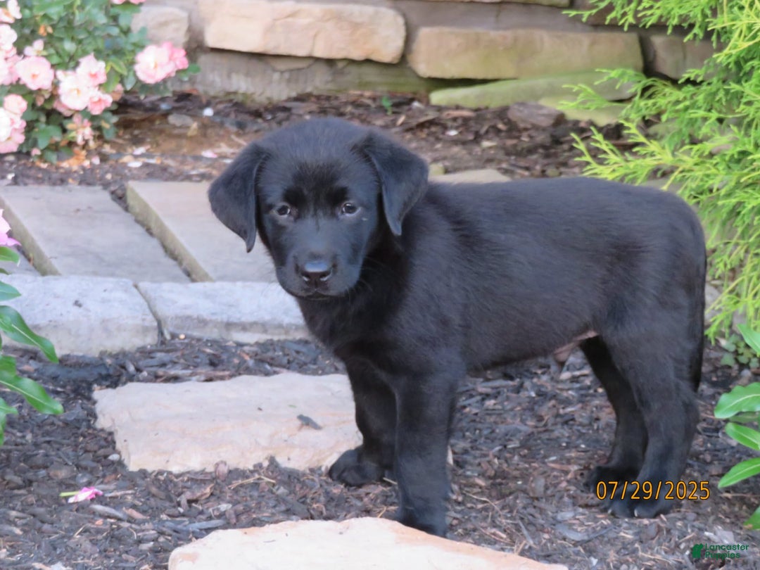 Labrador Retriever dogs for sale: Hunter - Image 22