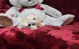 Miniature Dachshund dogs for sale: Butterbean - Image 18