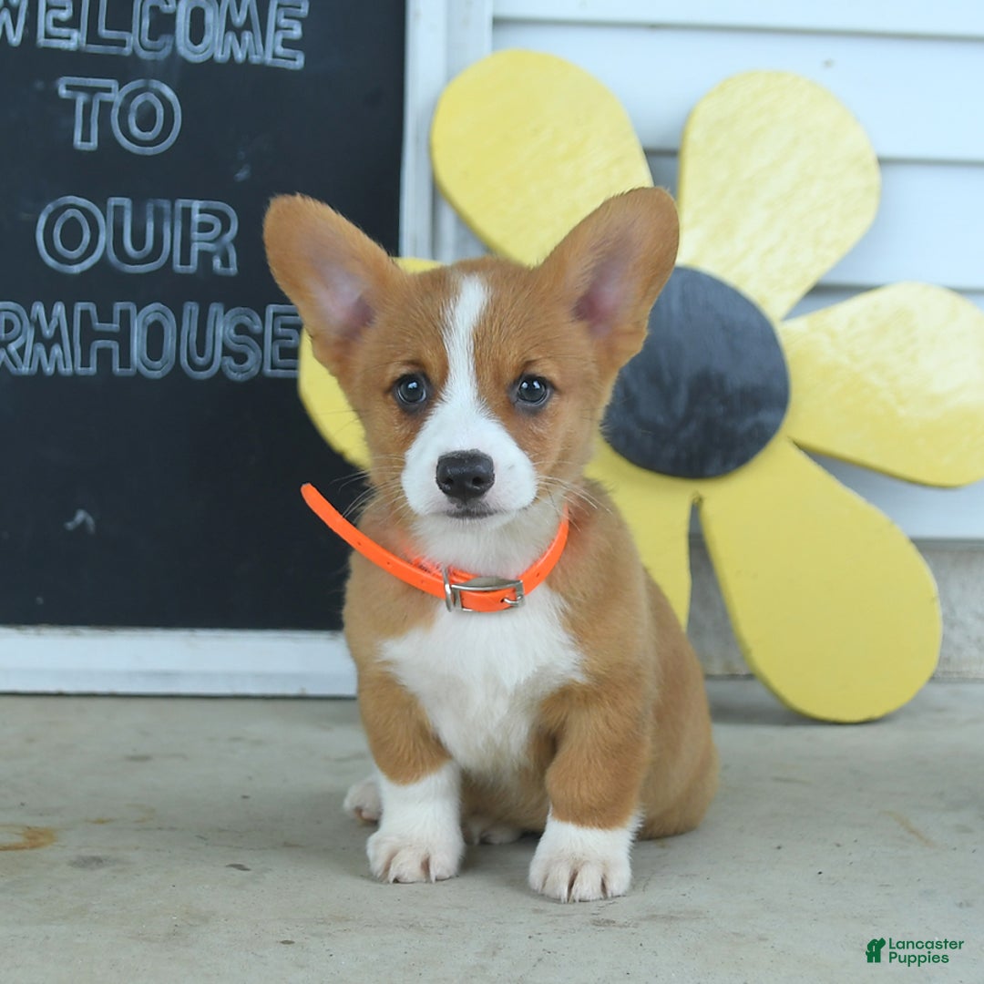 Welsh Corgi Pembroke dogs for sale: Mocha - Image 1