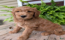 Goldendoodle dogs for sale: Cash - Image 7