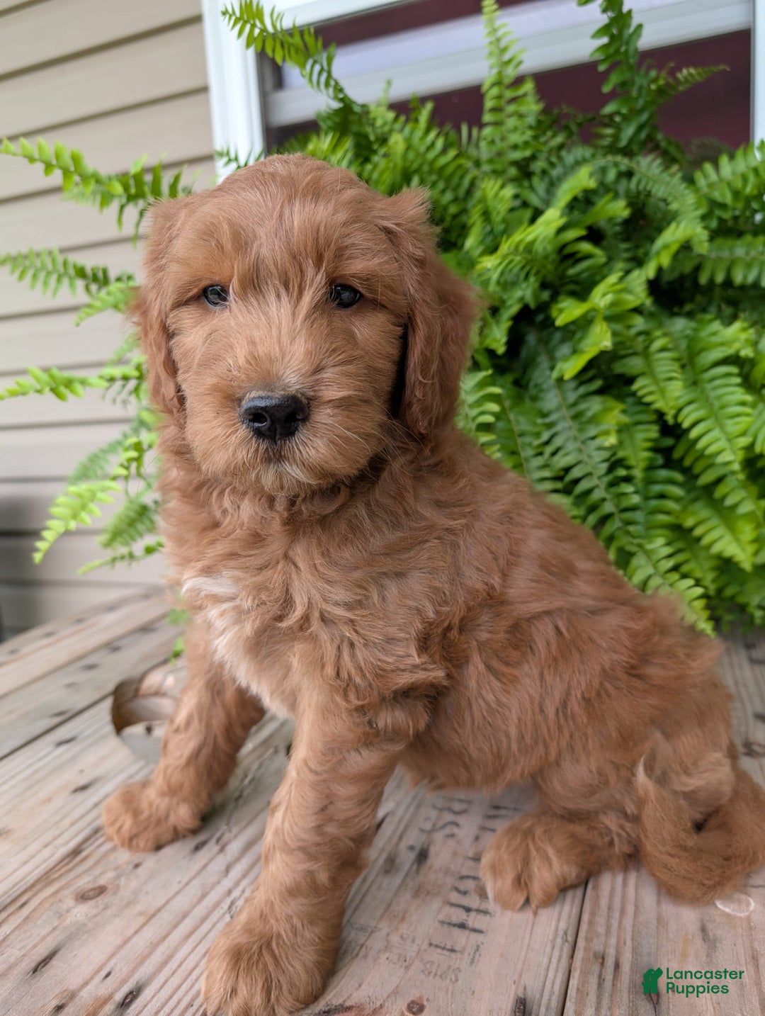 Goldendoodle dogs for sale: Cash - Image 7