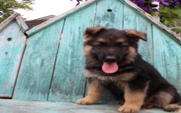 German Shepherd dogs for sale: Bear - Image 14