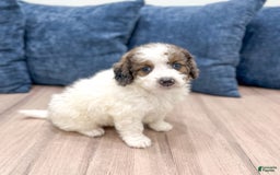 Mini Bernedoodle dogs for sale: Mini Bernedoodle 3 puppies - Image 5