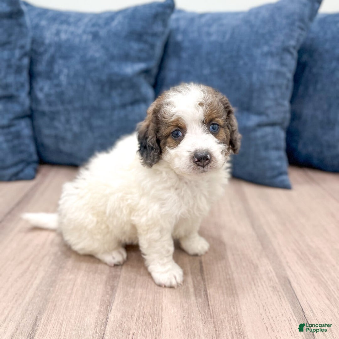 Mini Bernedoodle dogs for sale: Mini Bernedoodle 3 puppies - Image 5