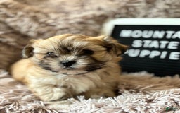Malshi dogs for sale: Teacup Imperial Benjamin - Image 3