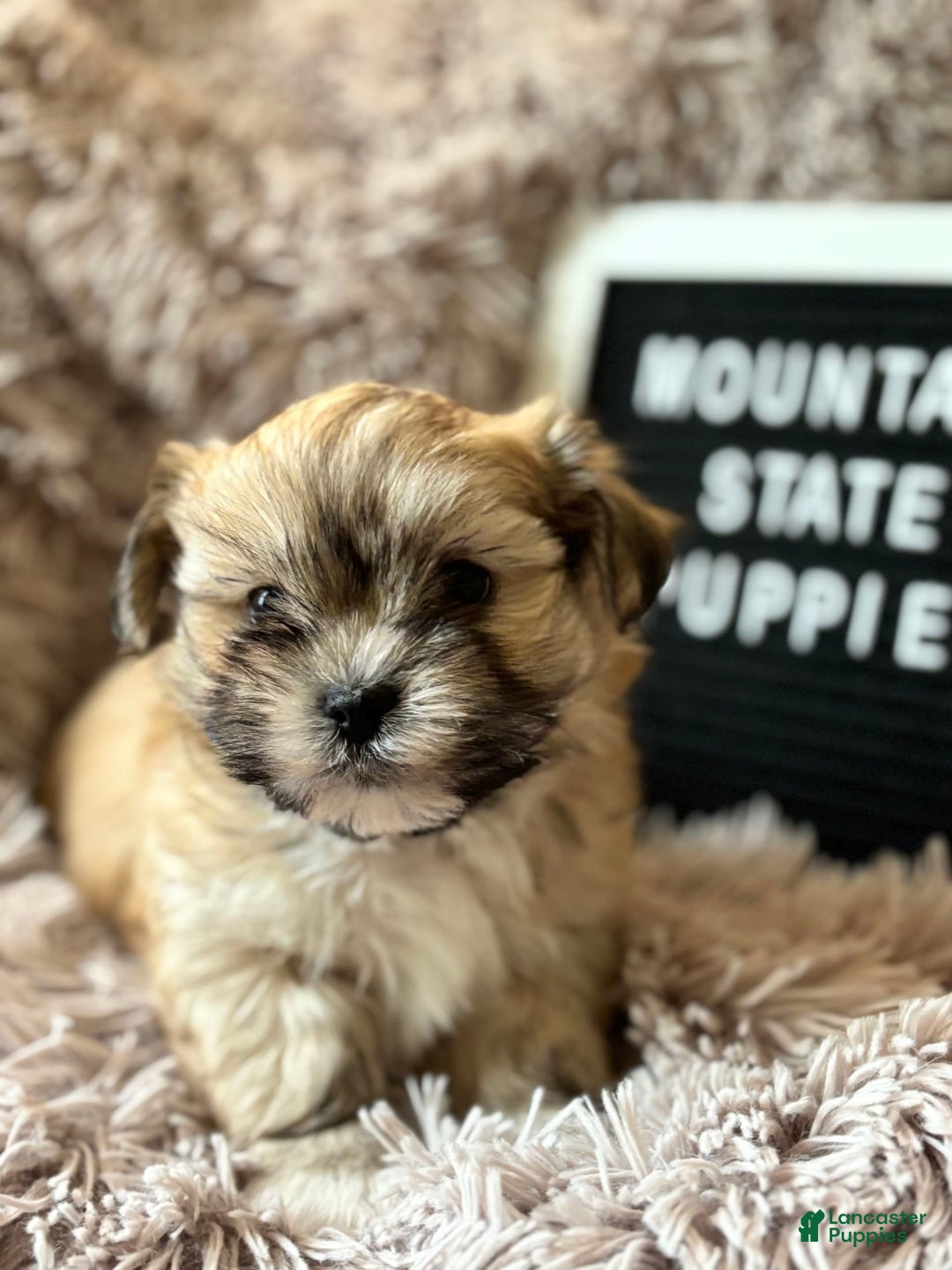Malshi dogs for sale: Teacup Imperial Benjamin - Image 3