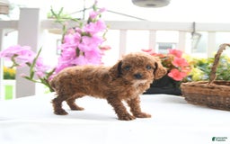Toy Poodle dogs for sale: Violet - Image 2