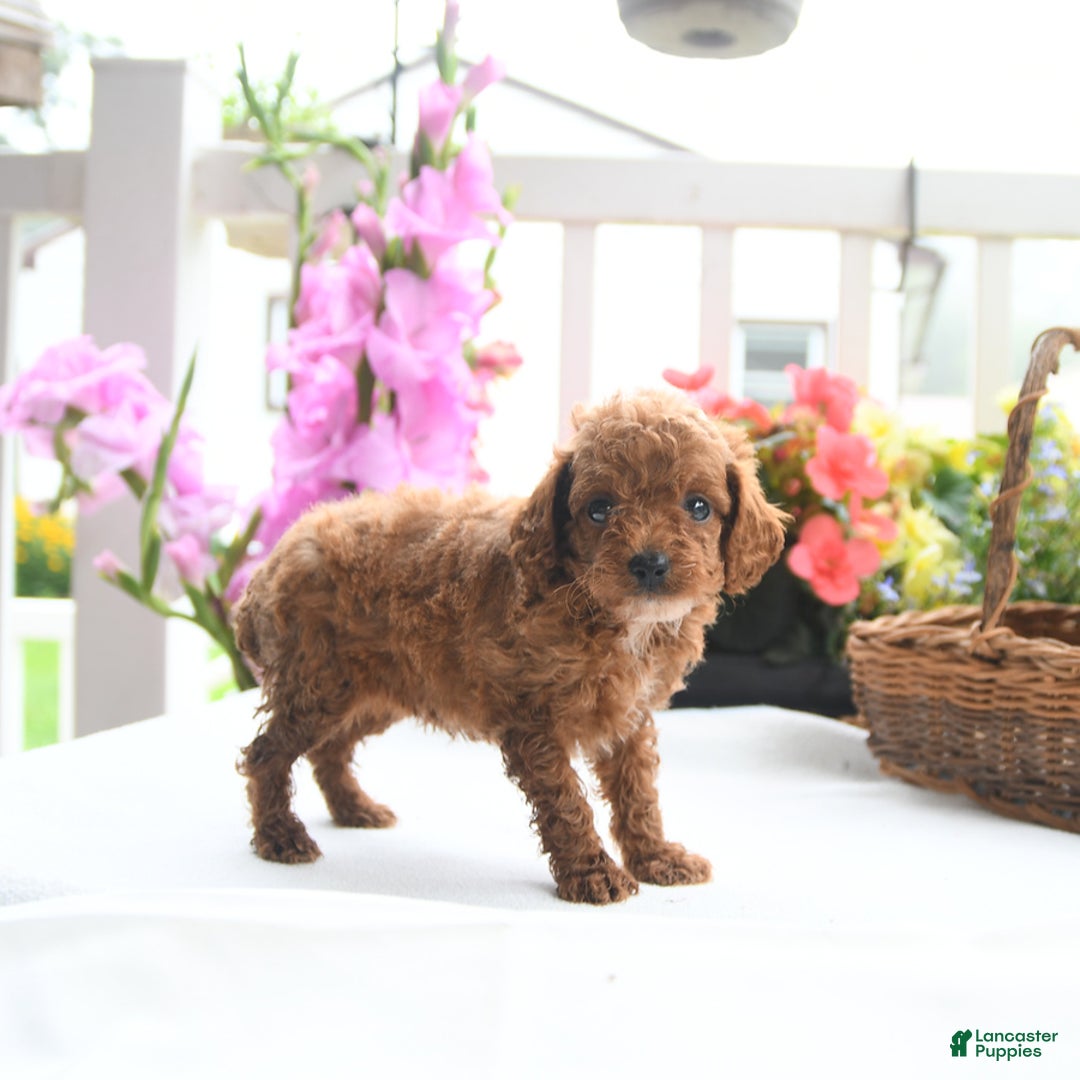 Toy Poodle dogs for sale: Violet - Image 2