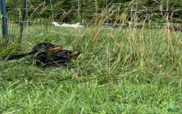 Doberman Pinscher dogs for sale: Delilah - Image 2