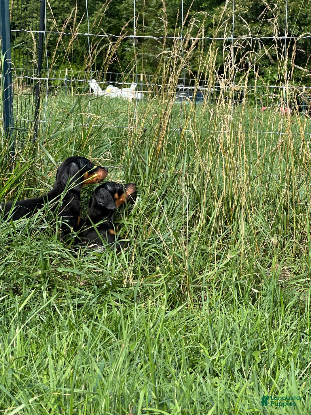 Doberman Pinscher dogs for sale: Delilah - Image 2