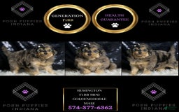 Mini Goldendoodle dogs for sale: Remington - Image 4