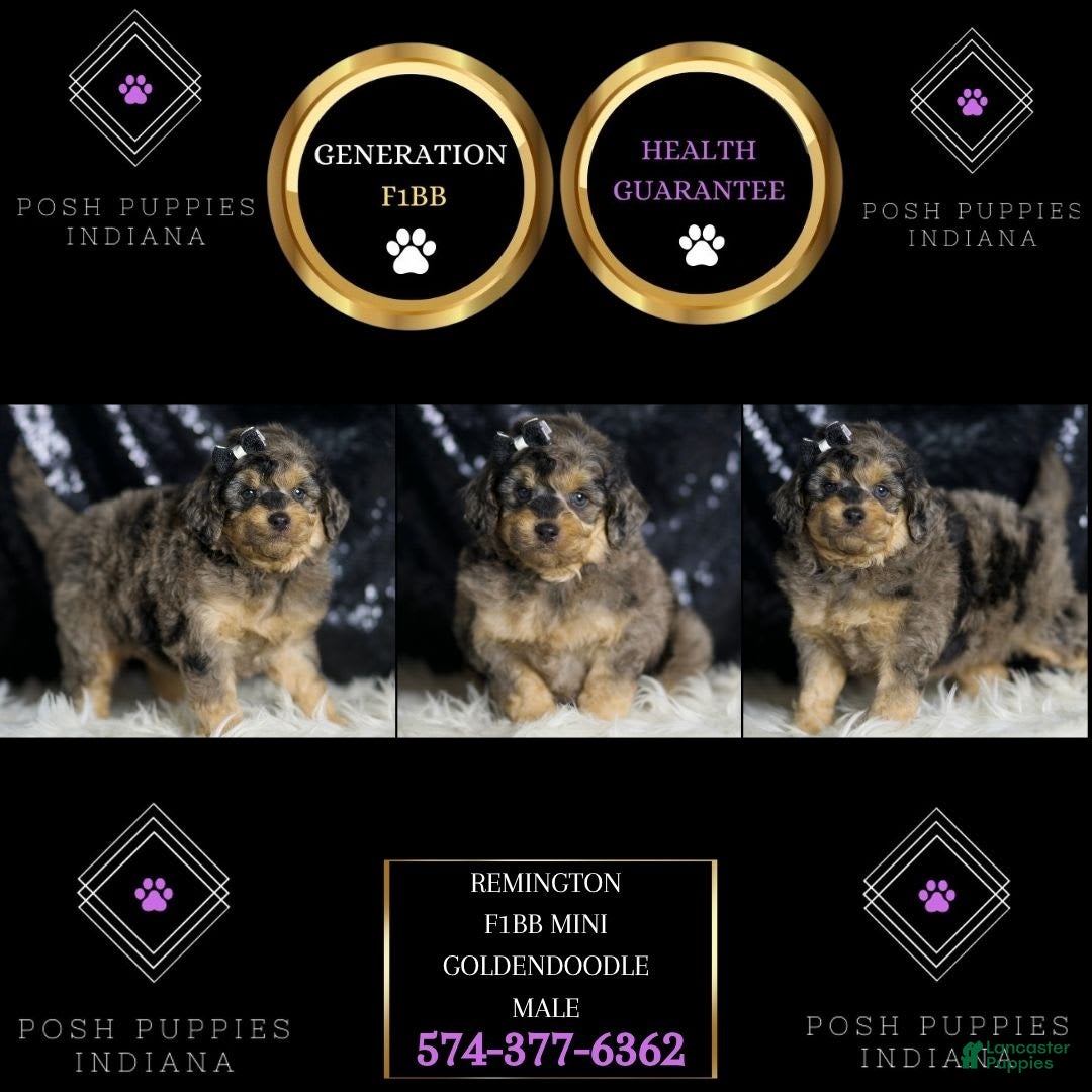 Mini Goldendoodle dogs for sale: Remington - Image 4