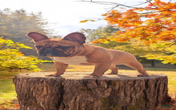 French Bulldog dogs for sale: Raider - Image 11