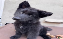 German Shepherd dogs for sale: Nemesis - Image 5