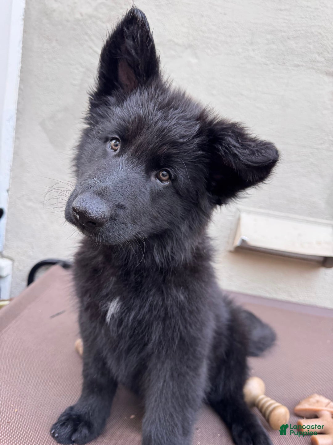 German Shepherd dogs for sale: Nemesis - Image 5