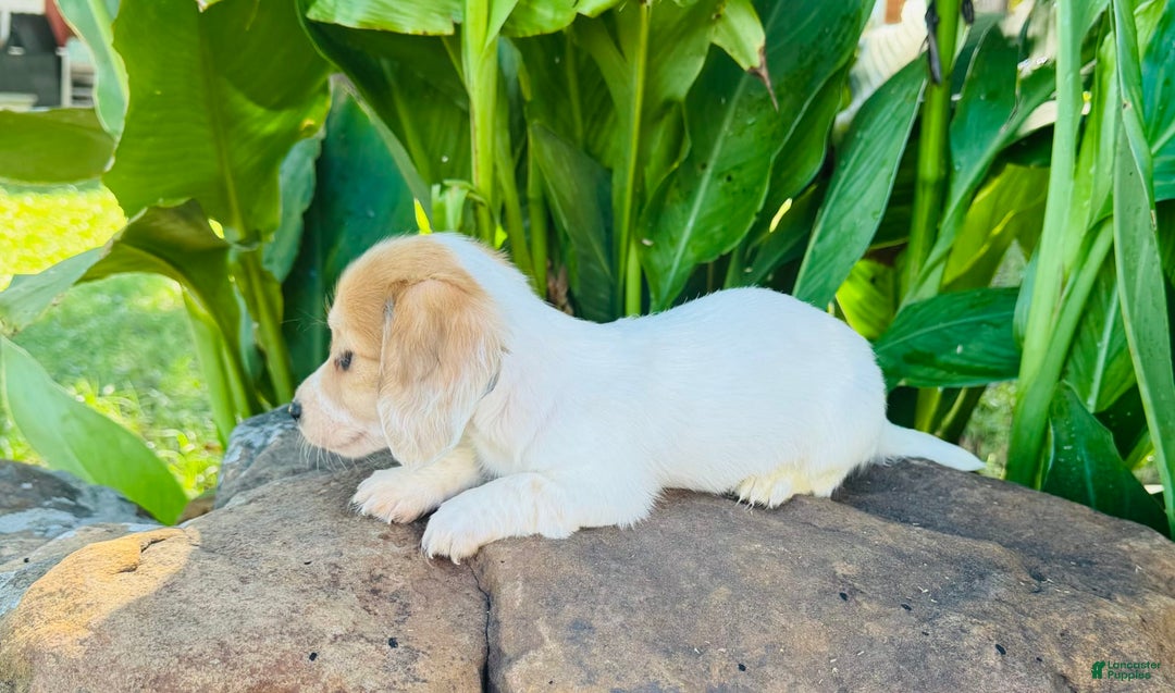 Miniature Dachshund dogs for sale: Libby LH - Image 6