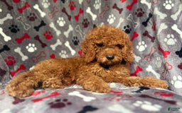 Cockapoo dogs for sale: Dagger - Image 7