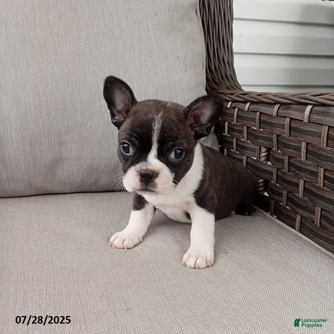 Frenchton dogs for sale: Jenna - Image 3