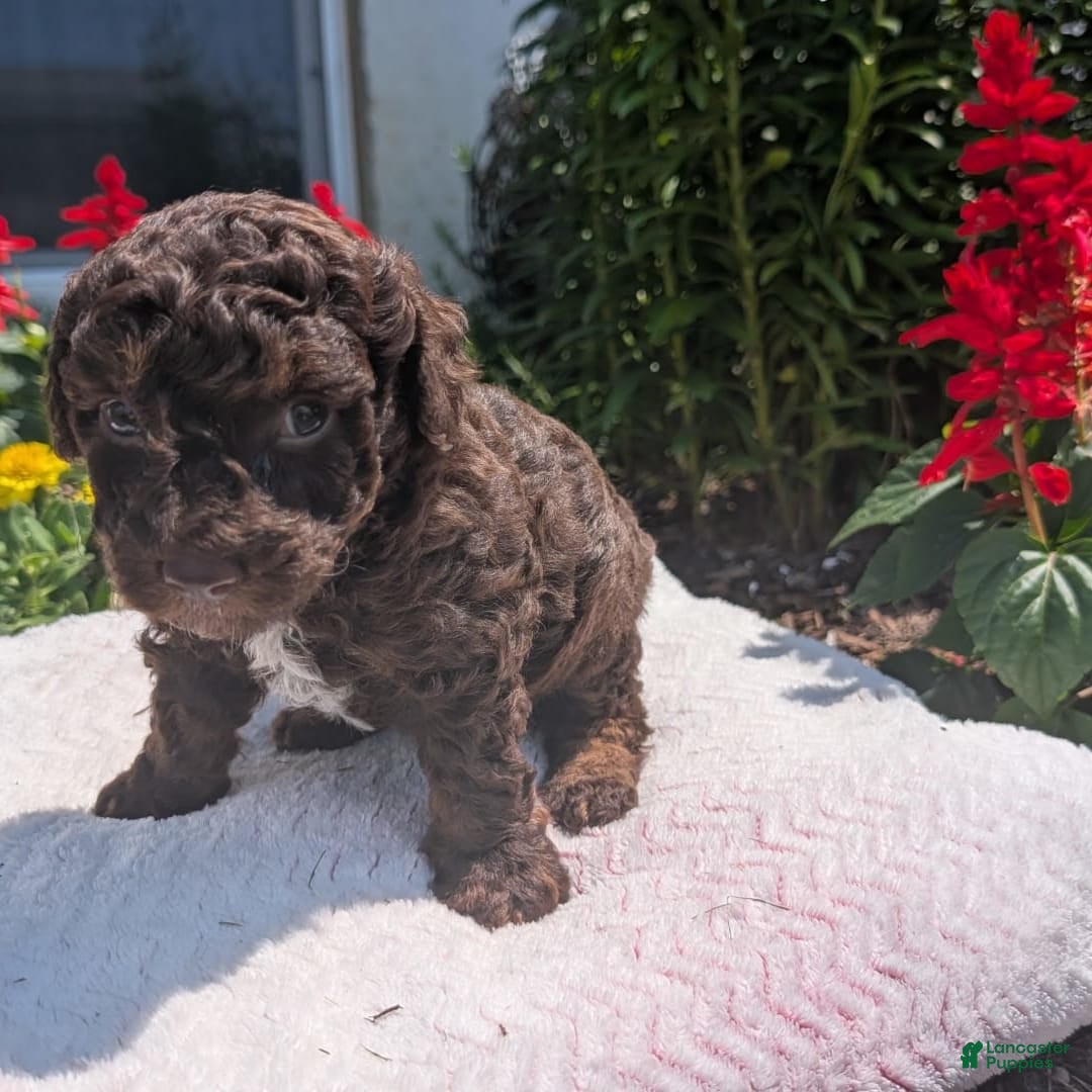 Toy Poodle dogs for sale: Zion - Image 6